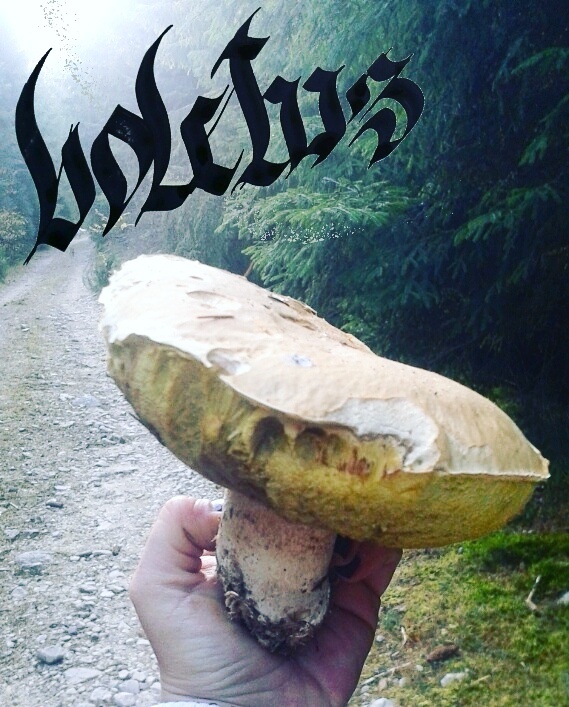 Boletus